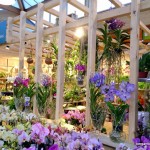 botanic dijon – bergamote family (6)