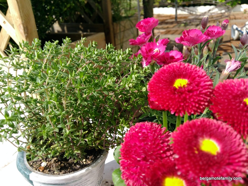 Printemps, enfin le retour au jardin !