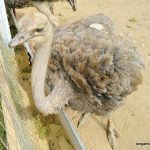 vacances guidel plage – bergamote family (1)