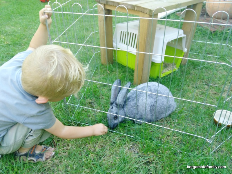 Les enfants adoptent un lapin !
