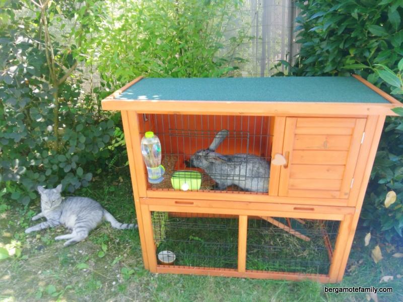 lapin-biscotte-et-enfants-bergamote-family-2