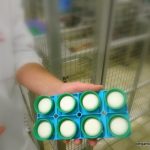 mini-babybel-rouge-evron-bergamote-family-6