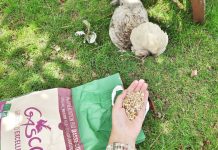 L’alimentation de nos poules