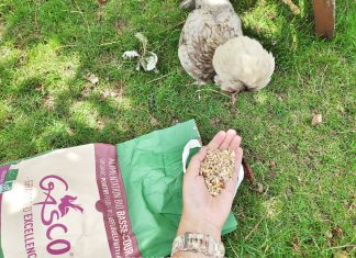 L’alimentation de nos poules