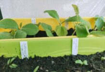 Potager : j’ai fait mes semis !